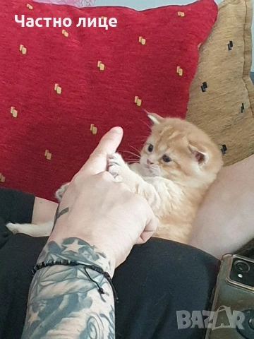 Шотландчета златна чинчила, снимка 6 - Чинчили - 53759249