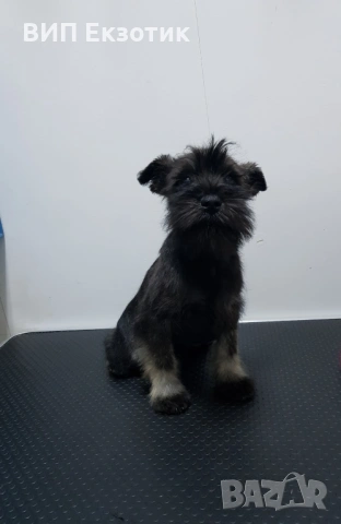 ПРОДАВА МИНИ ШНАУЦЕР