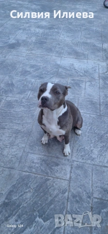 Питбули , снимка 13 - Питбул - 53865863