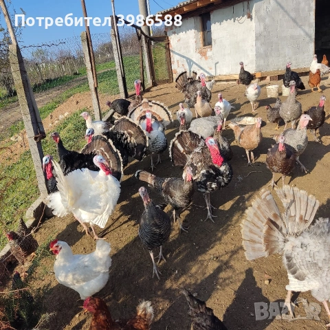 Яйца за люпене от Пуйки и Кокошки, снимка 5 - Кокошки и пуйки - 53287481