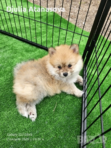 Продавам померанчета, снимка 9 - Померан - 51719427