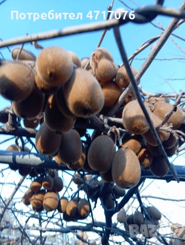 киви в контейнер , снимка 2 - Разсади - 53201281