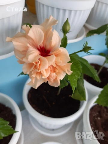 Китайска роза оранжева кичеста , снимка 1