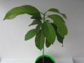 Авокадо високо 31 см, снимка 1 - Градински цветя и растения - 44972320