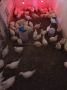 Легхорн и Австралорп ( Женски пилета ), снимка 1 - Кокошки и пуйки - 45530200