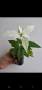 Бяла коледна звезда, euphorbia pulcherrima, снимка 2