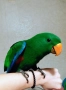 Папагал еклектус , снимка 7