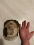 Черупка от костенурка, снимка 1 - Антикварни и старинни предмети - 45179696