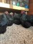 Продавам черен Орпингтон. , снимка 13