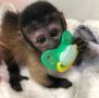 Предлагат се за продажба великолепни бебета маймуни капуцин,., снимка 1 - Други - 45570835