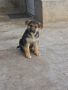 Малки кученца , снимка 1 - Немска овчарка - 44403885