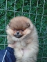 Померан , снимка 6