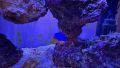 Clownfish (Amphiprion ocellaris ) - Риба Клоун, снимка 4