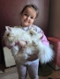 продавам персийско коте женско, снимка 3