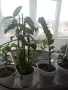 Фикус,бенджамин ,кактуси,юка,замиокулкас  и др.едри цветя, снимка 18