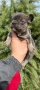 Френски булдог Блу Тан/French Bulldog Blue Tan , снимка 16
