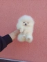 Бели мини Померани. Реални снимки ! , снимка 2