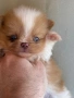 Померан мъжки и женски, снимка 6