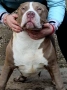 Американско Були Хл American bully Xl, снимка 3