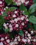 Лаврова Калина (Viburnum Tinus), снимка 3