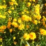 Кореопсис, Coreopsis Grandiflora 'Early Sunrise', снимка 9