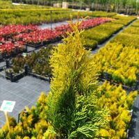 Туя Златен Смарагд, Thuja Occidentalis Golden Smaragd, снимка 10 - Градински цветя и растения - 37217569