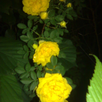 Жълт трендафил-катерлива роза, снимка 2 - Градински цветя и растения - 44948933