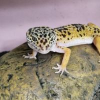 Продавам леопардов гекон спешно , снимка 10 - Гекон - 45477903