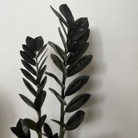 Замиокулкас/Замия/ZZ plant Raven, стайно растение, снимка 1 - Стайни растения - 45718620