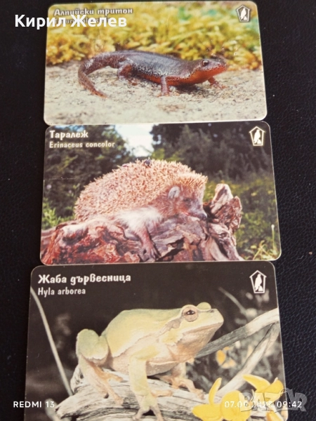 Три фонокарти серия ЖИВОТНИ АЛПИЙСКИ ТРИТОН, ТАРАЛЕЖ,ЖАБА ДЪРВЕСНИЦА 28162, снимка 1