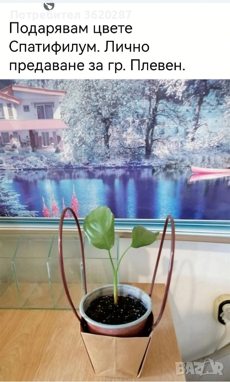 Цвете , снимка 1