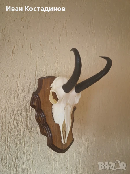 Ловен трофей от Дива коза , снимка 1