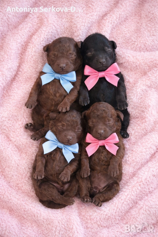 Пудел Мини/Poodle Mini, снимка 1