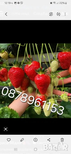 Разсад ягоди целогодишни , снимка 1