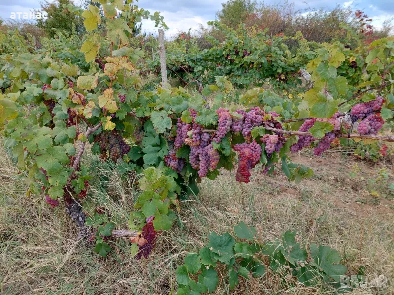 продавам грозде червен мискет, снимка 1