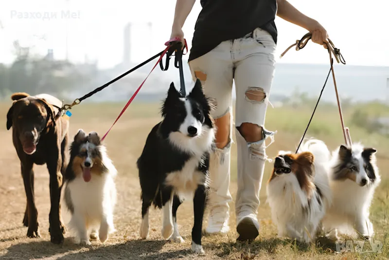 🐕‍🦺 Професионална Разходка на Кучета - Русе , снимка 1