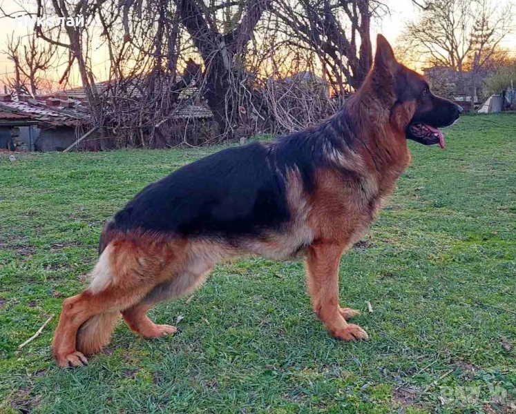 Малки мъжки немски овчарки, снимка 1