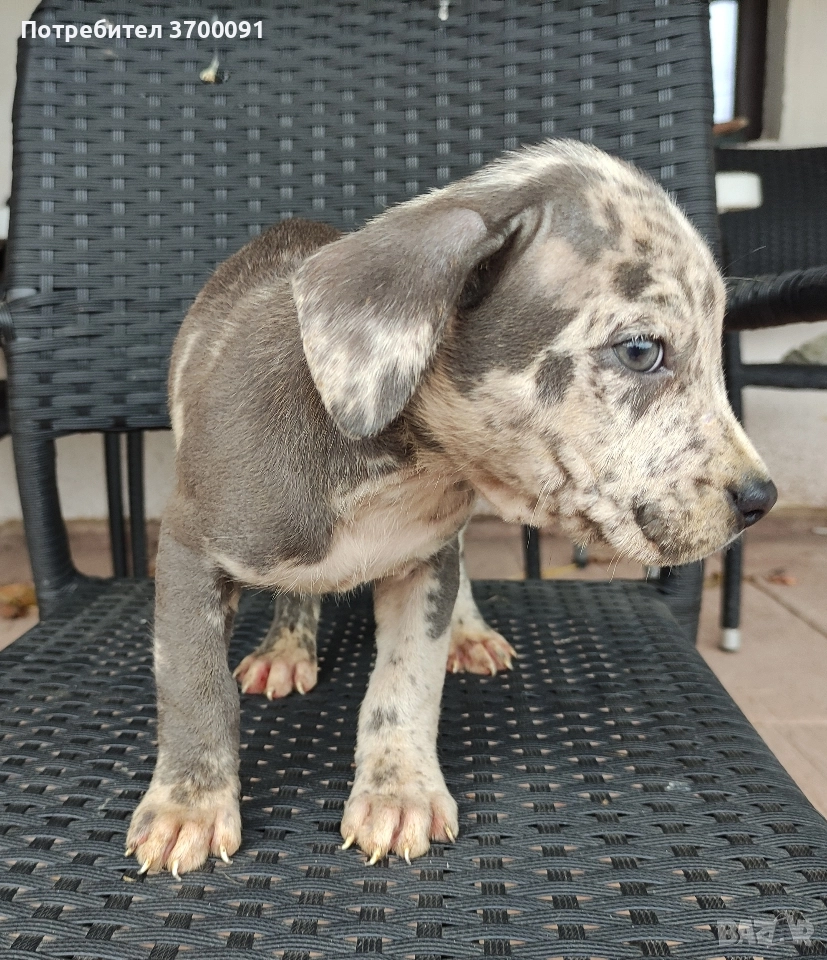 питбул / питбулчета , снимка 1