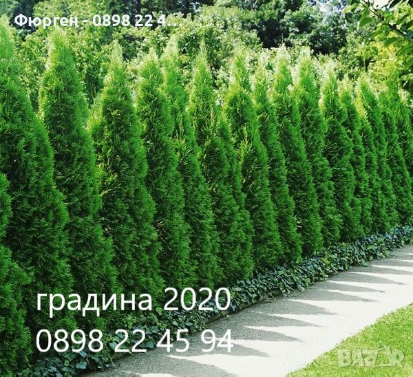 Западна туя Смарагд (Thuja occidentalis Smaragd), снимка 1