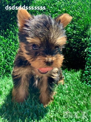 Продавам мини йорки , снимка 5 - Йоркширски териер - 52802254