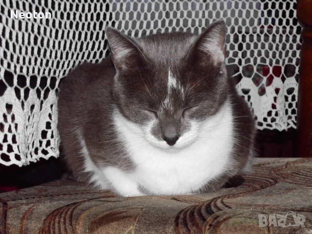 Продавам компактна камера ROLLEI Sportsline 100, снимка 12 - Фотоапарати - 53785526