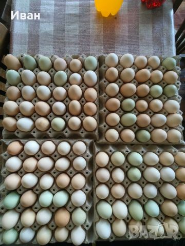 Продавам домашни яйца, снимка 5 - Кокошки и пуйки - 46409007
