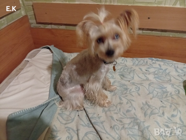 Йоркширски териер,женска със сини очи и мъжки мерле, снимка 3 - Йоркширски териер - 52876986