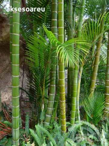 Качествени малки Семена от бамбук Bambusa arundinacea бързо растящи растения за дома бамбуков разсад, снимка 11 - Сортови семена и луковици - 50482087