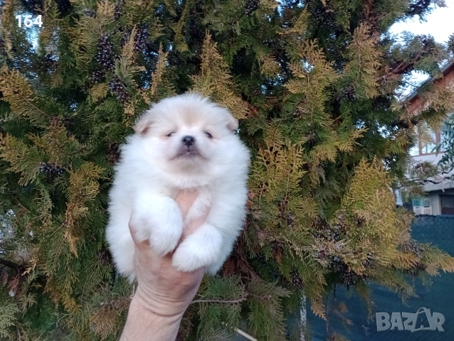 Женски  Померан. , снимка 7 - Померан - 53455201