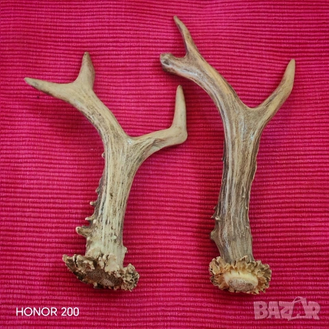 Рога от сръндак. , снимка 2 - Антикварни и старинни предмети - 54044800