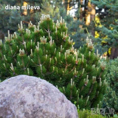  Pinus Mugo Mughus, Клек, снимка 1 - Градински цветя и растения - 40696492