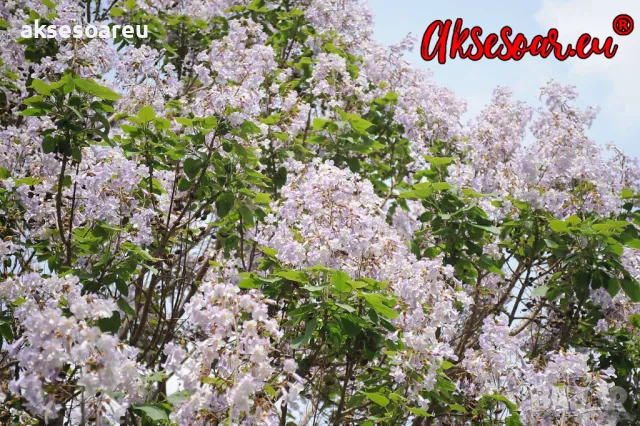 400 качествени семена от красиво декоративно медоносно дърво пауловния томентоса декорация украса, снимка 5 - Сортови семена и луковици - 50387864