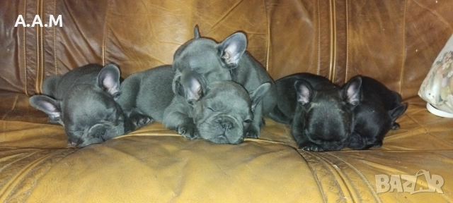 Френски булдочета 111 дни, снимка 4 - Други - 51492688