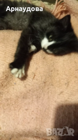 Подарявам мъжко коте, снимка 2 - Други - 52176577